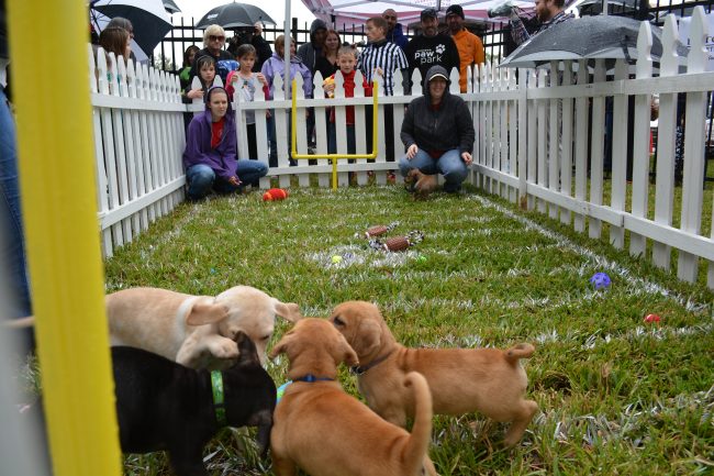 Achieva Puppy Bowl
