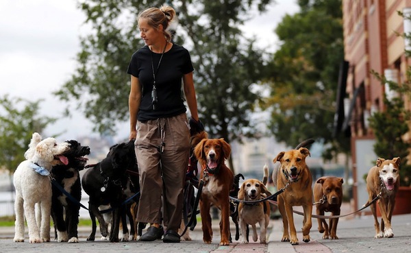 pets in the workplace