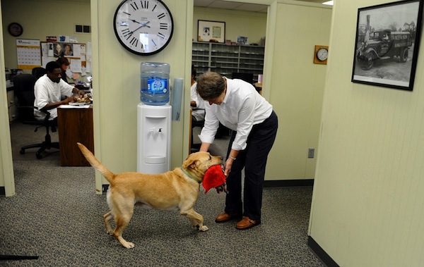 pets in the workplace