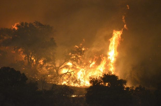wildfire burning trees