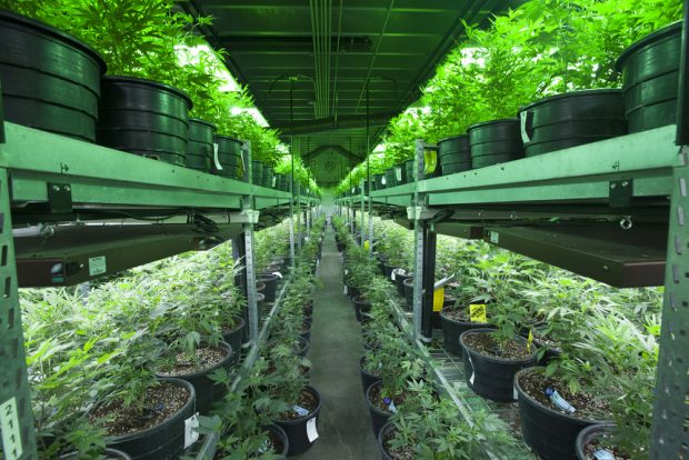 image of row of marijuana plants in a growing facility