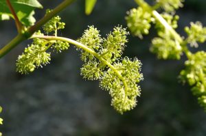 blooming grape vine