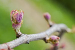 grapes budding