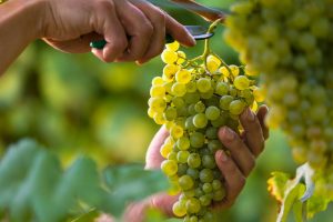 harvesting grapes