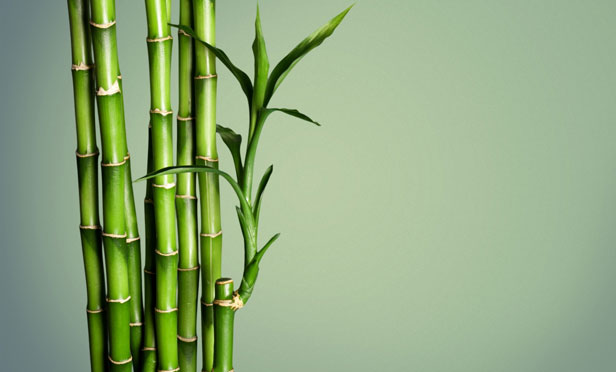 Bamboo stalks